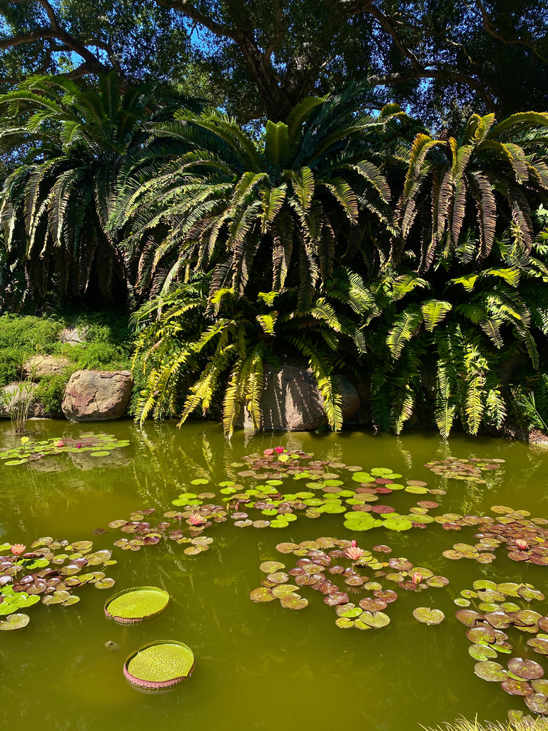 Cycad Garden Lotusland