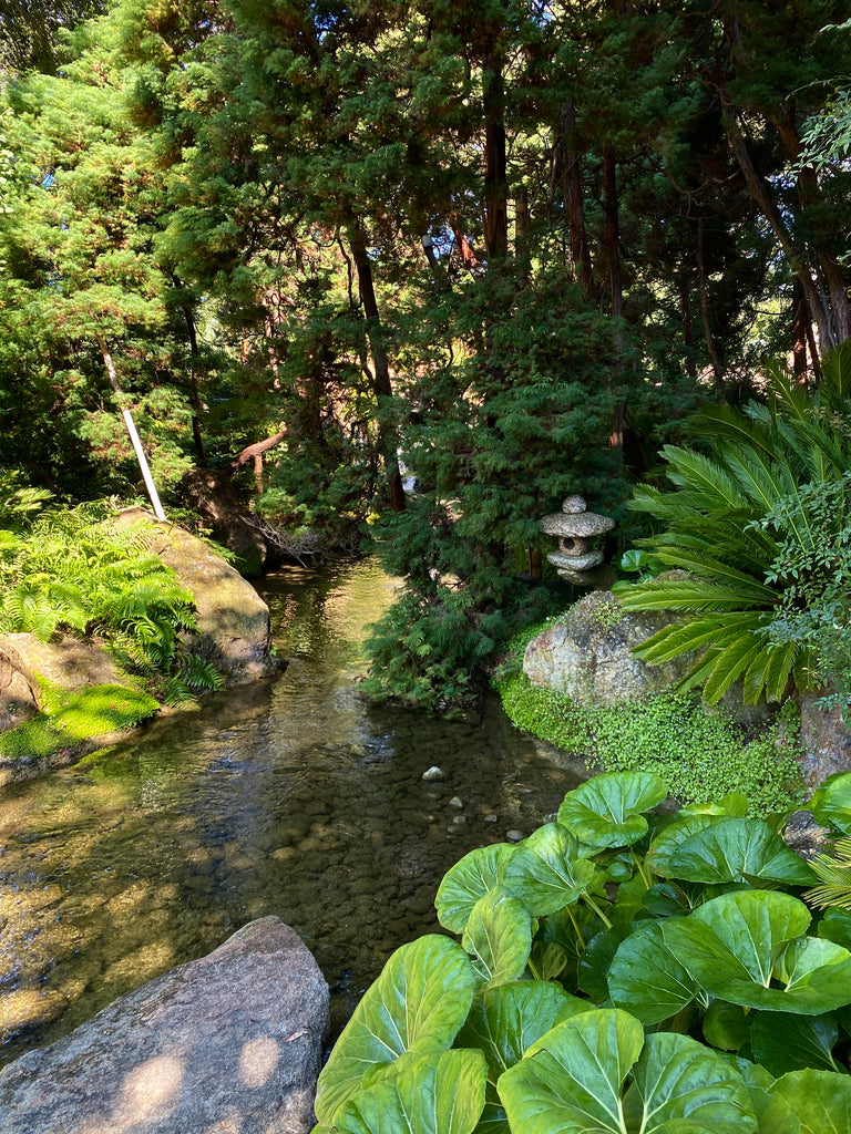 Lotusland Farfugium Japanese Garden