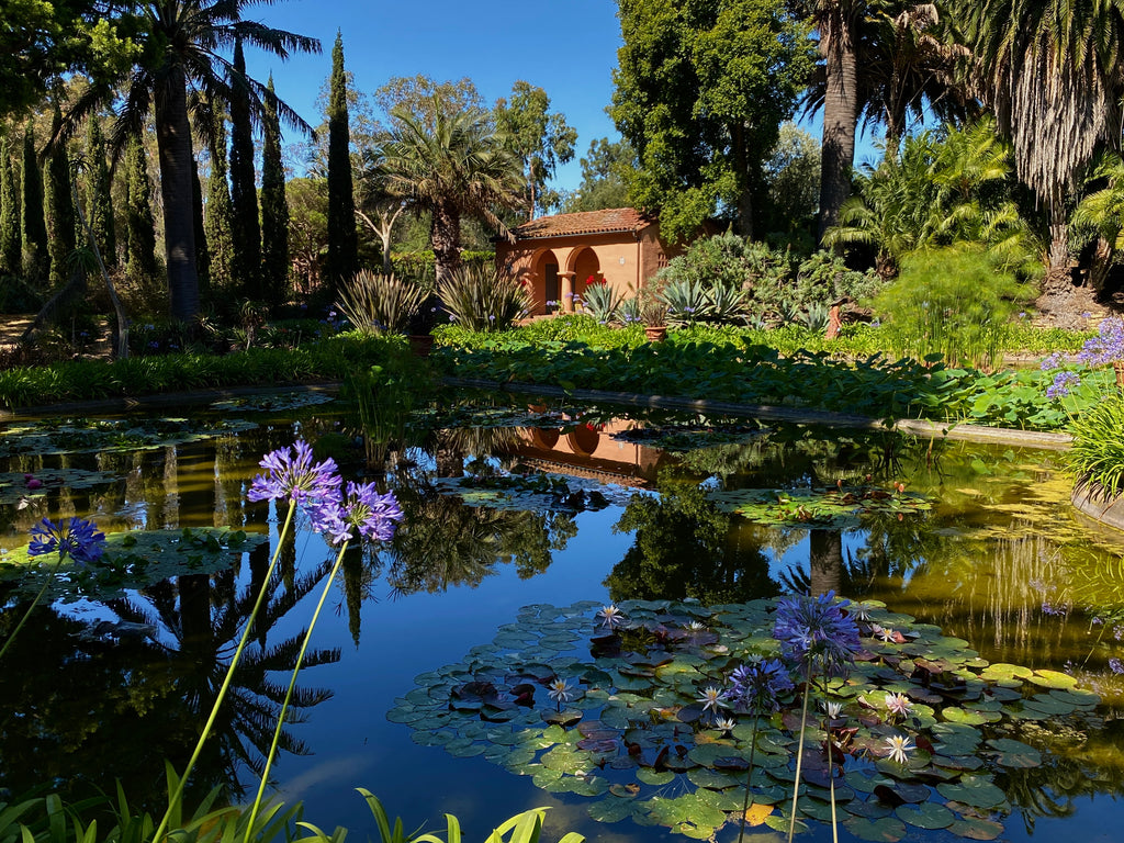 Lotus Pond at Lotusland