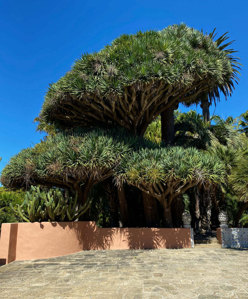 Dracaena Circle Lotusland