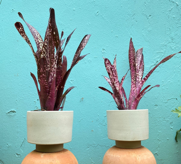 Billbergia Hallelujah | Pistils Nursery