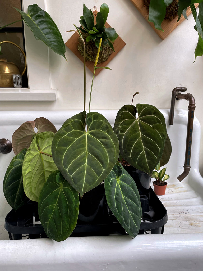 Anthurium papillilaminum hybrids Pistils Nursery