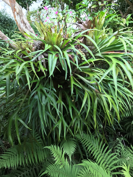 Huge Platycerium growing outdoors | Pistils Nursery