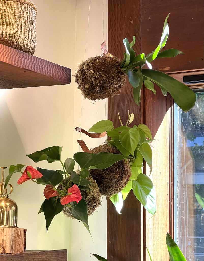 Hanging kokedama staghorn anthurium philodendron Pistils Nursery