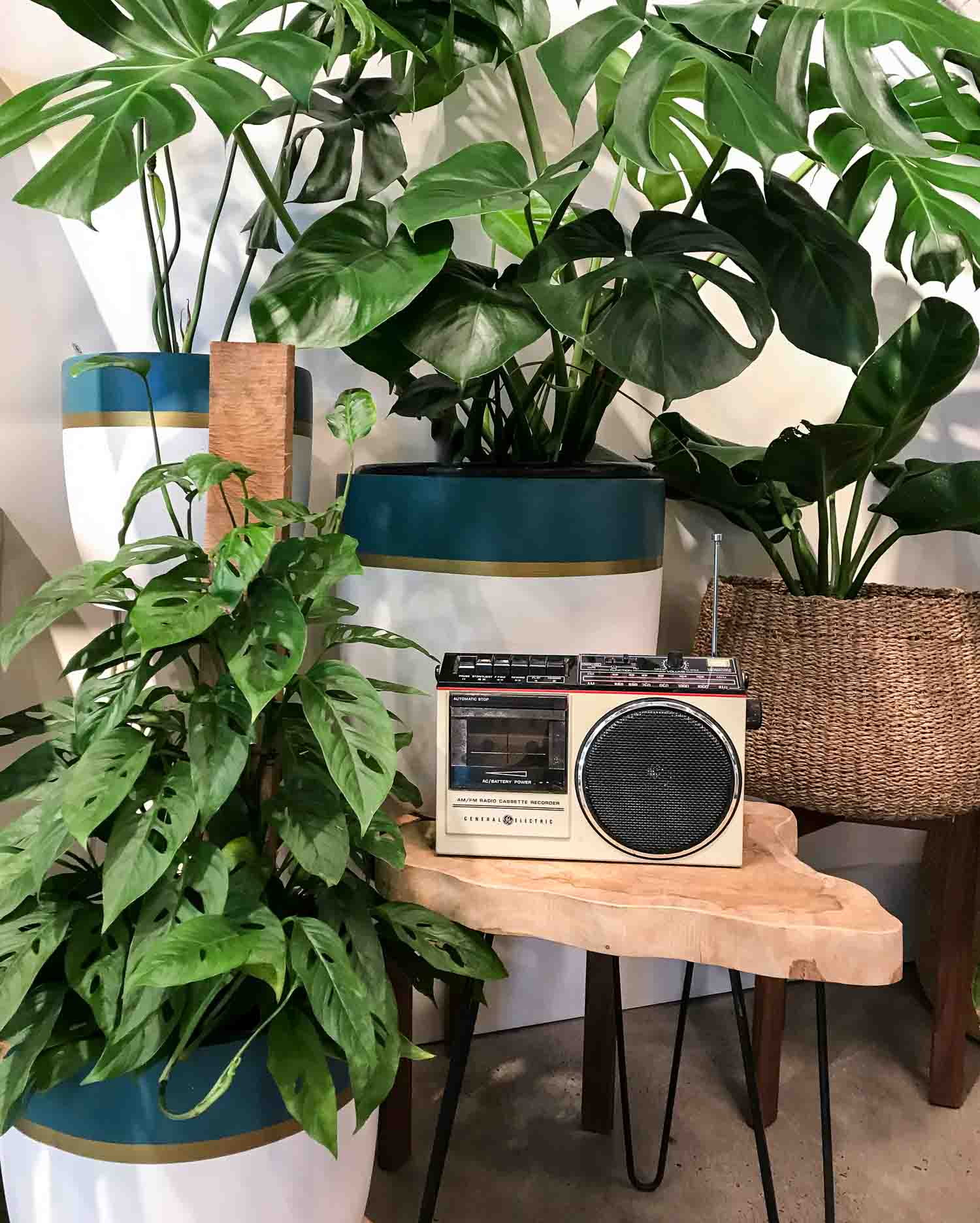 Music and Plant Growth - Pistils Nursery