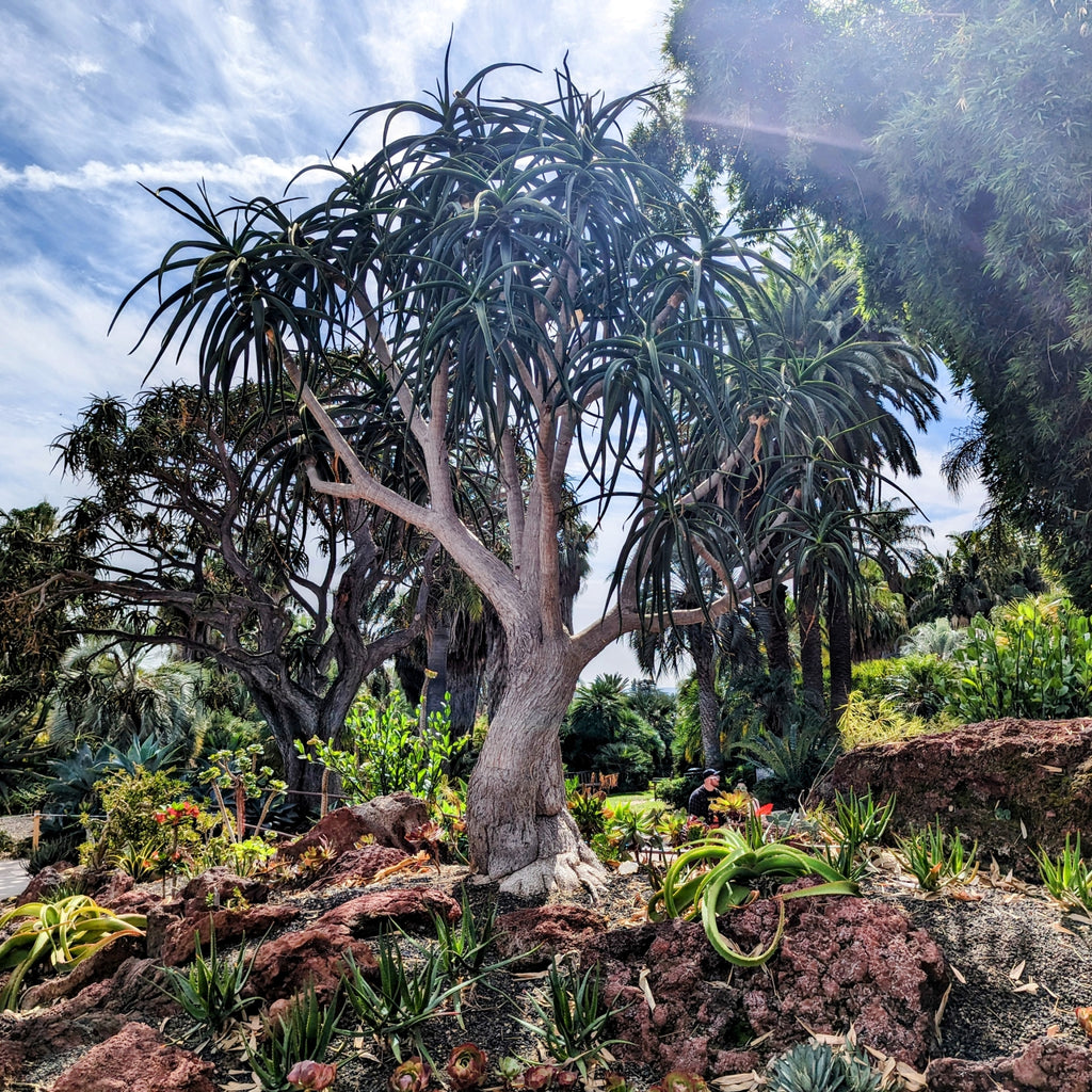 Tree aloe Huntington Botanical Gardens