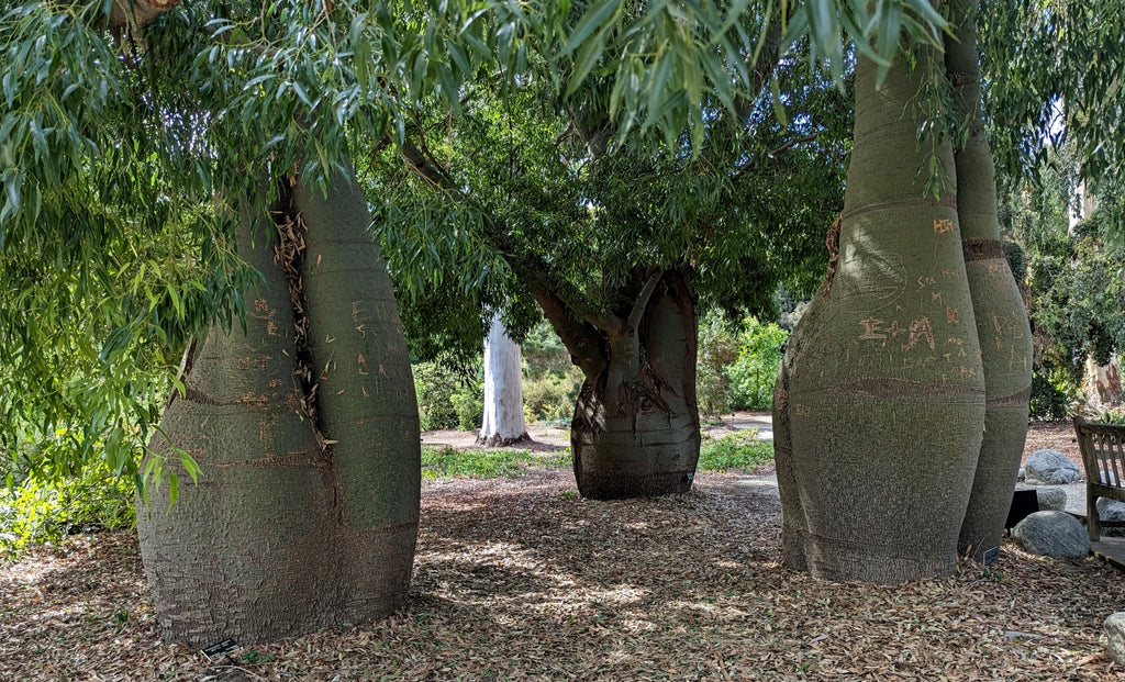 Brachychiton rupestris Queensland Bottle Tree Trunk Swollen Wide