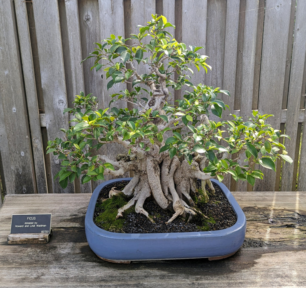 Ficus benjamina Bonsai