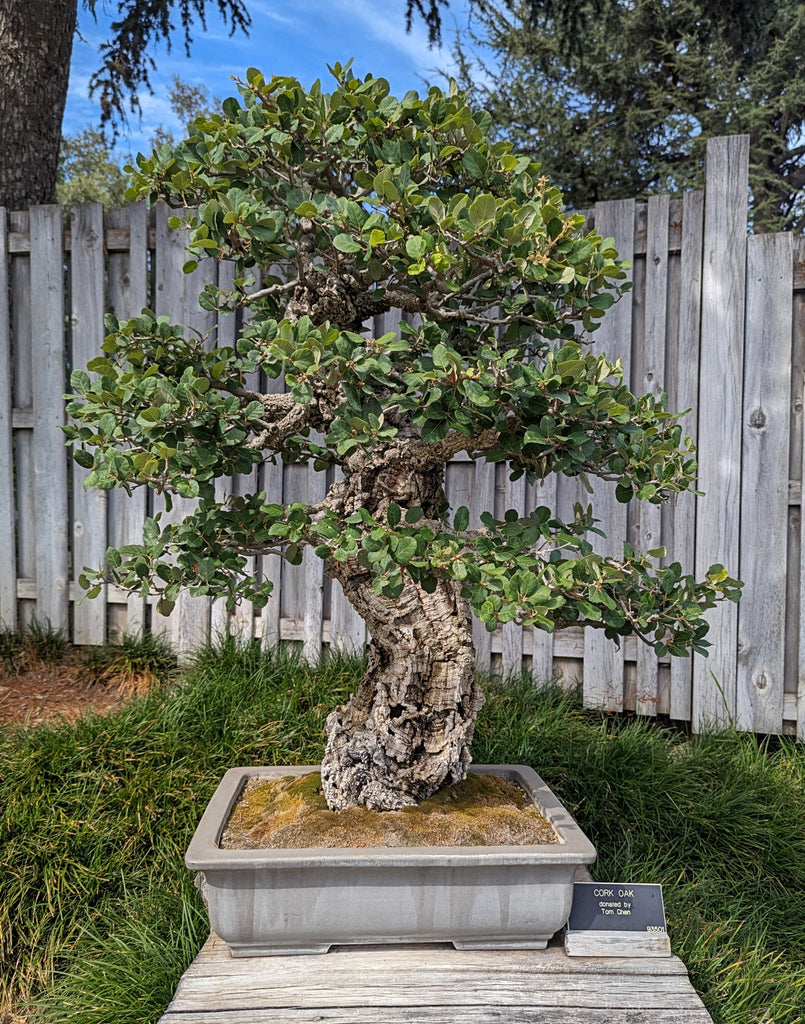 Quercus suber Cork Oak Bonsai