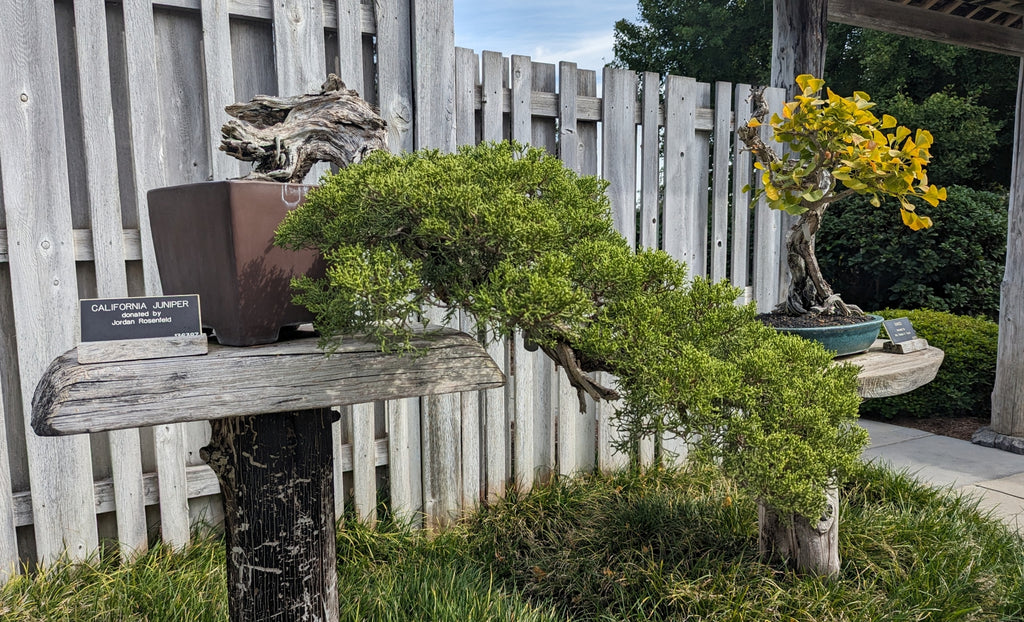 Juniper bonsai and Ginkgo biloba bonsai