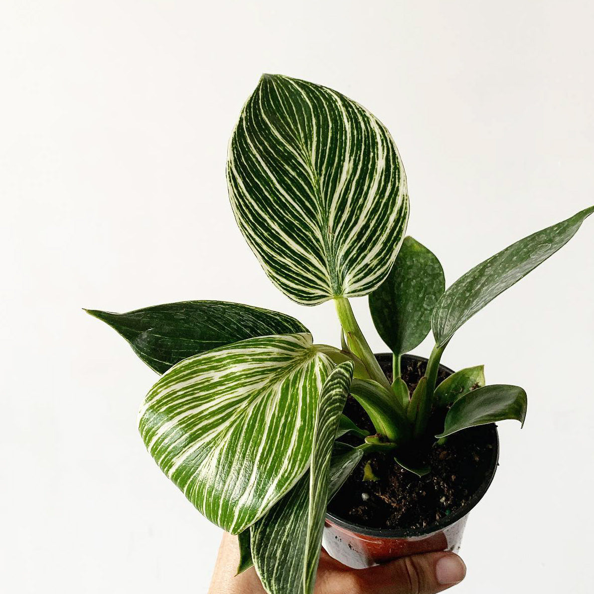 The Best Houseplant Gifts - A Houseplant Holiday Gift Guide - Pistils Nursery