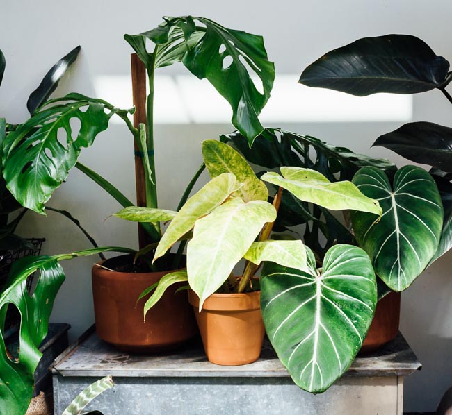 is monstera poisonous to dogs