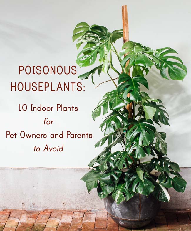 Poisonous Houseplants: 10 Indoor Plants 