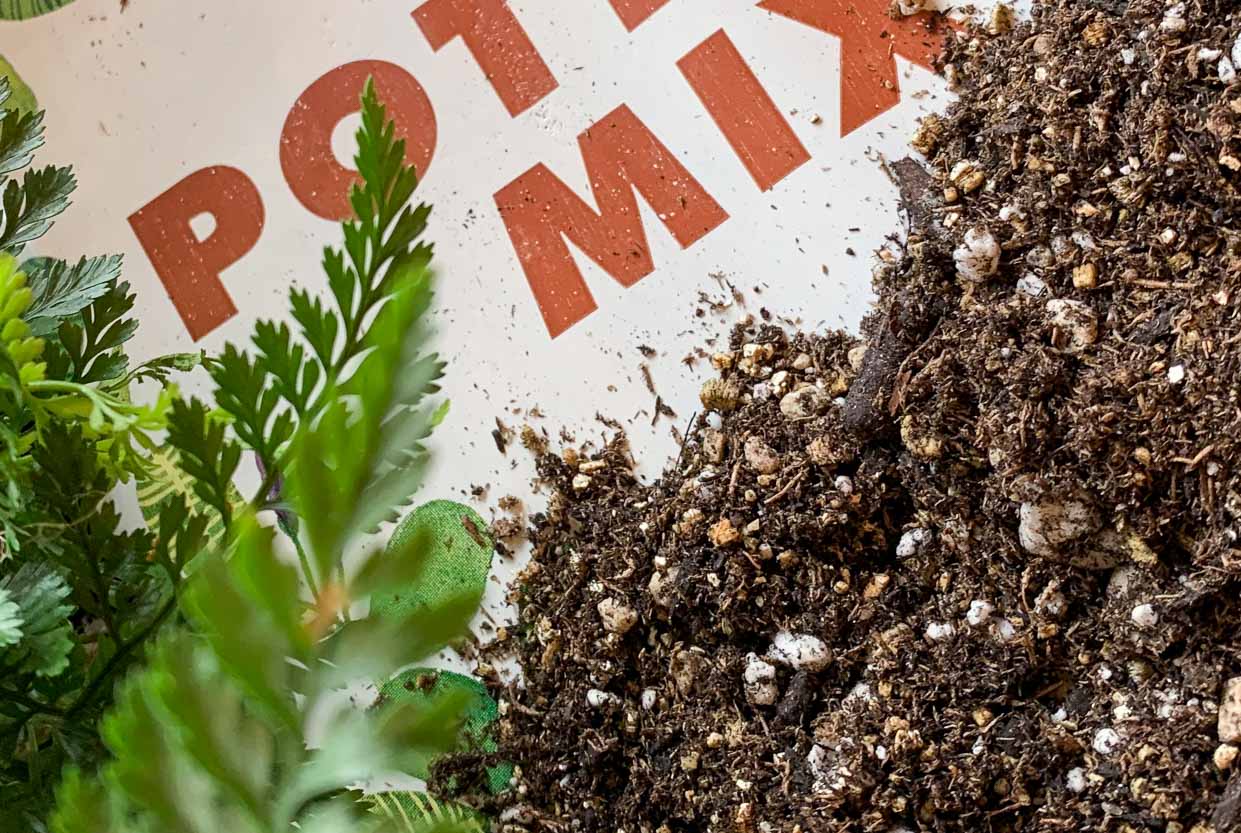 Recipes for Houseplant Health: Soil Substrates and Potting Mixes - Pistils Nursery