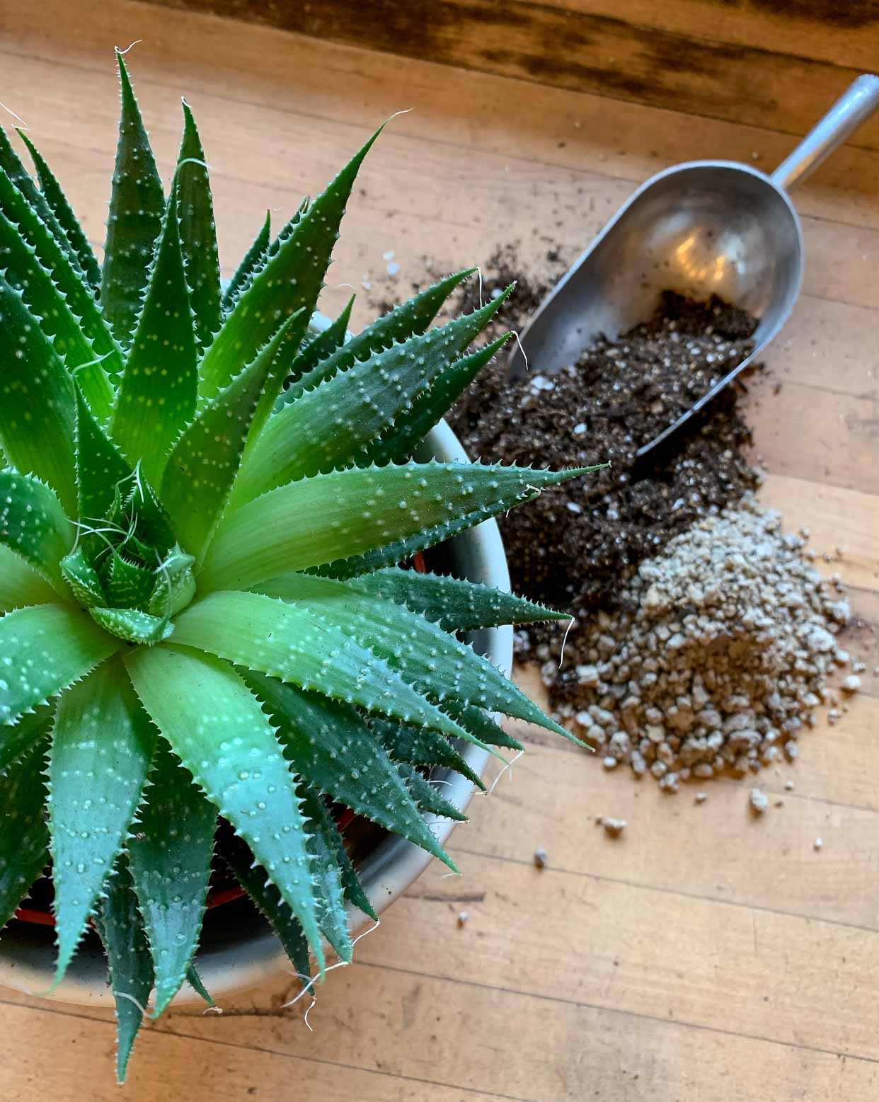 Recipes for Houseplant Health: Soil Substrates and Potting Mixes - Pistils Nursery