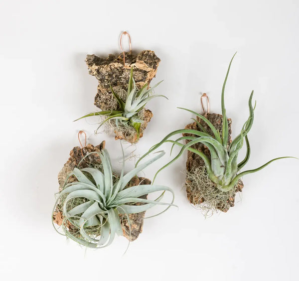 Tillandsia Cork Mounts | Pistils Nursery