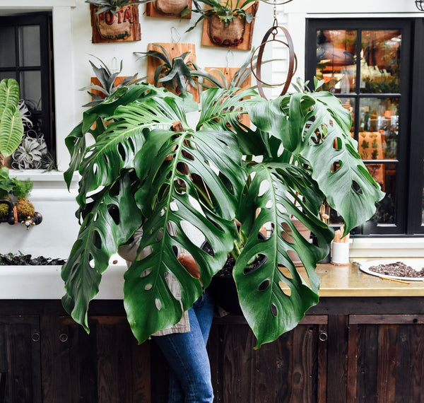 Monstera adansonii Giant Form | Pistils Nursery