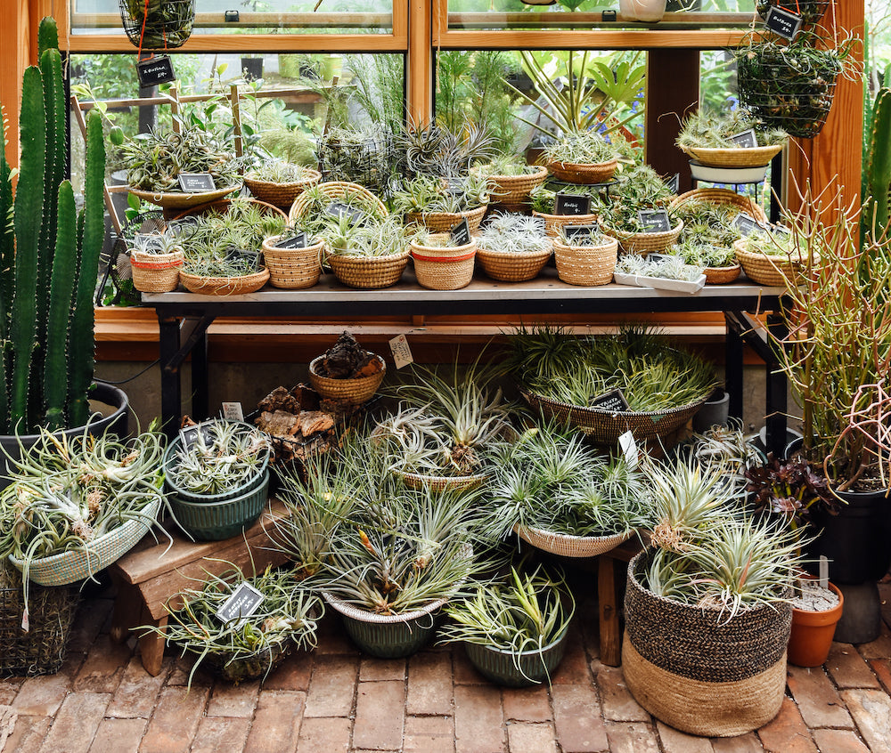 Tillandsia Air Plant display - Pistils Nursery