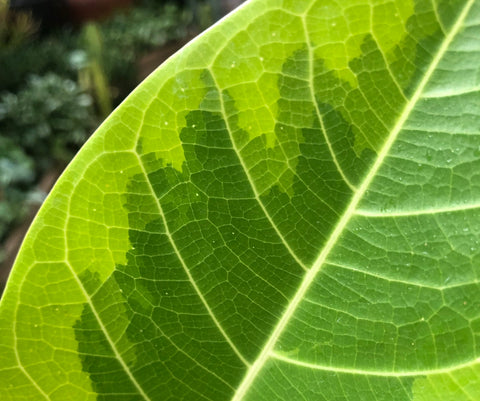 Ficus altissima - Pistils Nursery