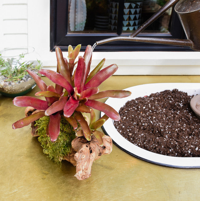 Bromeliad Mount Care - How to Water and Care For Mounted Bromeliads