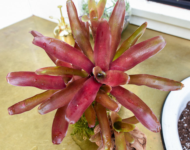 Bromeliad Mount Care - How to Water and Care For Mounted Bromeliads