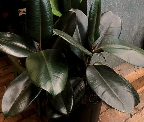 Ficus elastica 'Burgundy' - Pistils Nursery