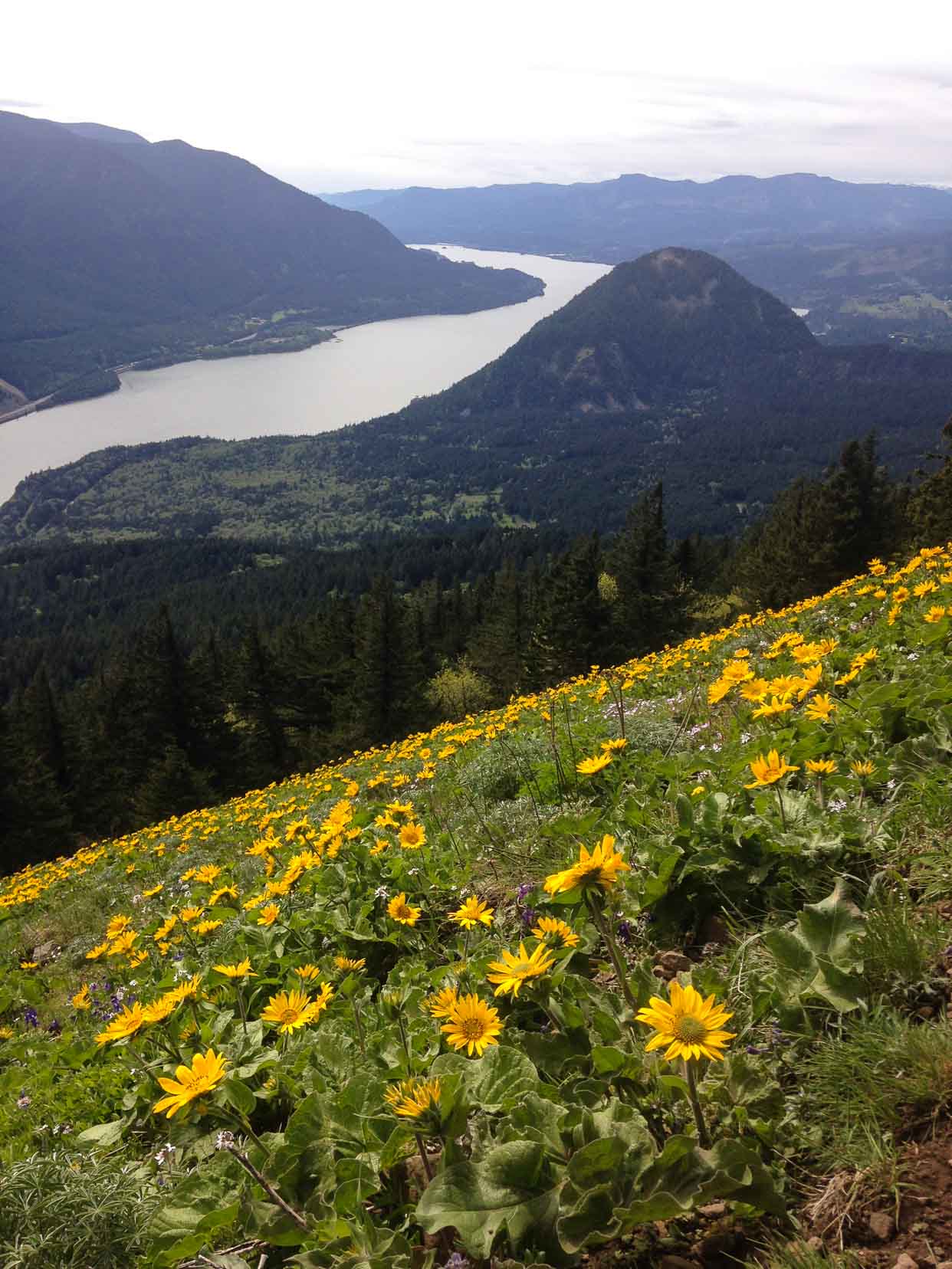 Dog Mountain - Columbia River Gorge - Pistils Nursery