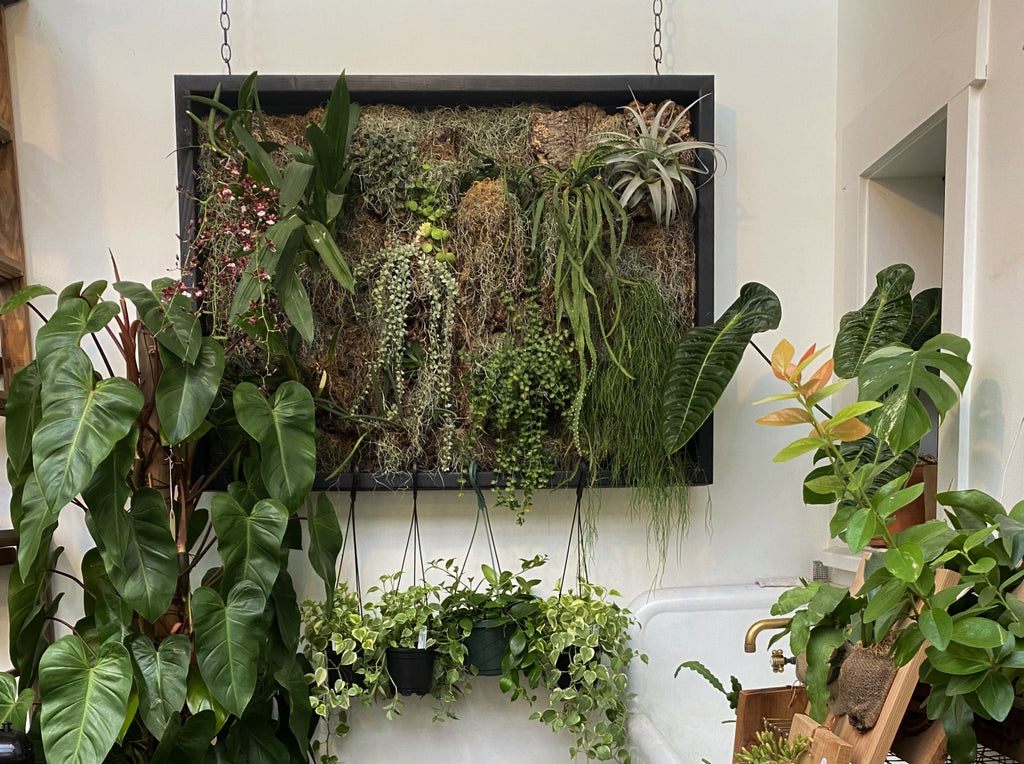 Epiphytic Plant display Pistils Nursery