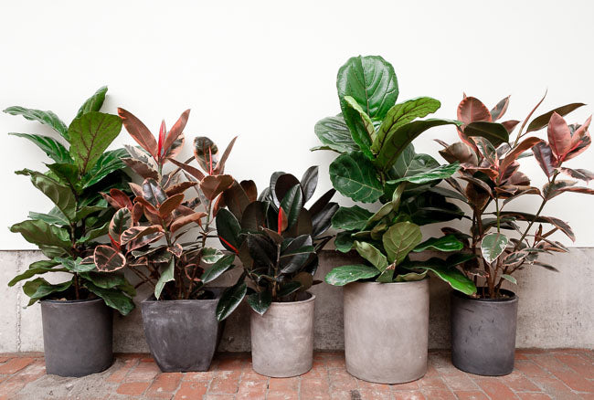 Ensure Healthy Growth with Proper House Plant Care