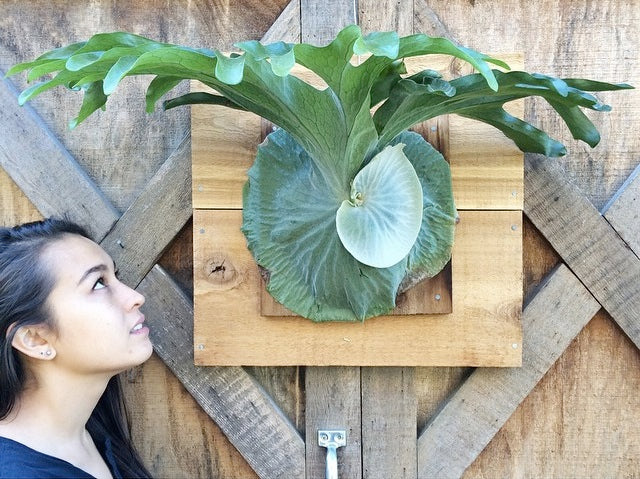 Re-mounted giant moosehorn fern at Pistils Nursery