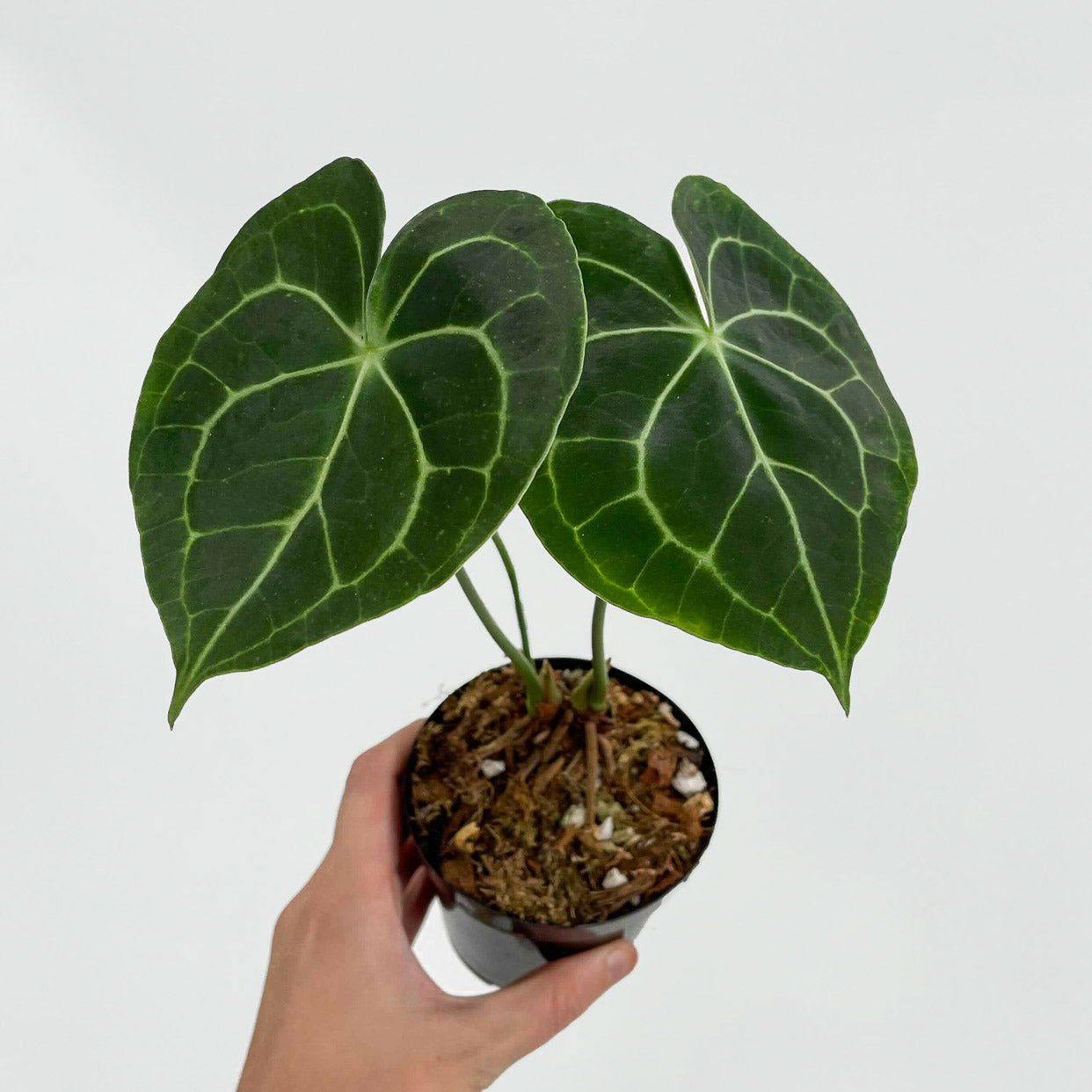 A Very Shippable Houseplant Holiday Gift Guide - Pistils Nursery