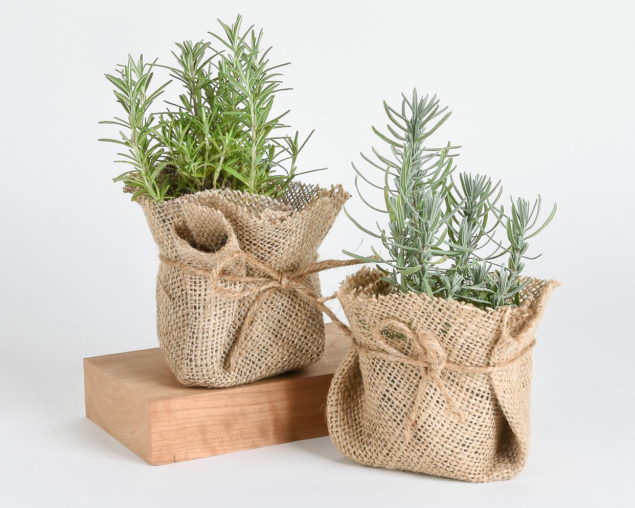A Very Shippable Houseplant Holiday Gift Guide - Pistils Nursery