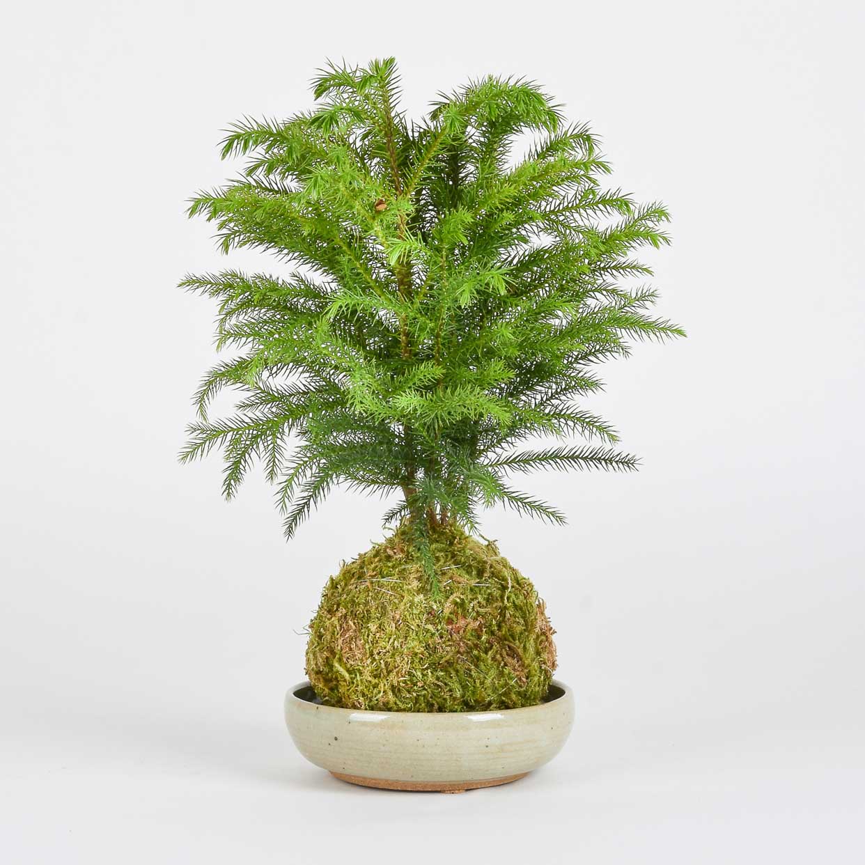 A Very Shippable Houseplant Holiday Gift Guide - Pistils Nursery