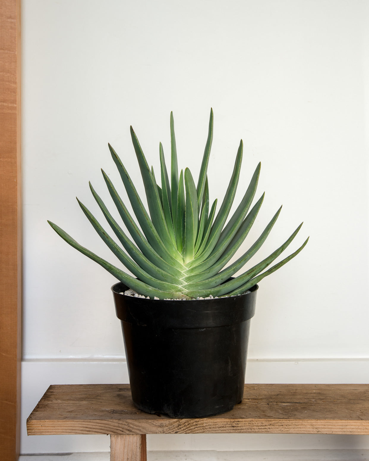 Aloe Plicata - Houseplant New Year's Tradition - Pistils Nursery