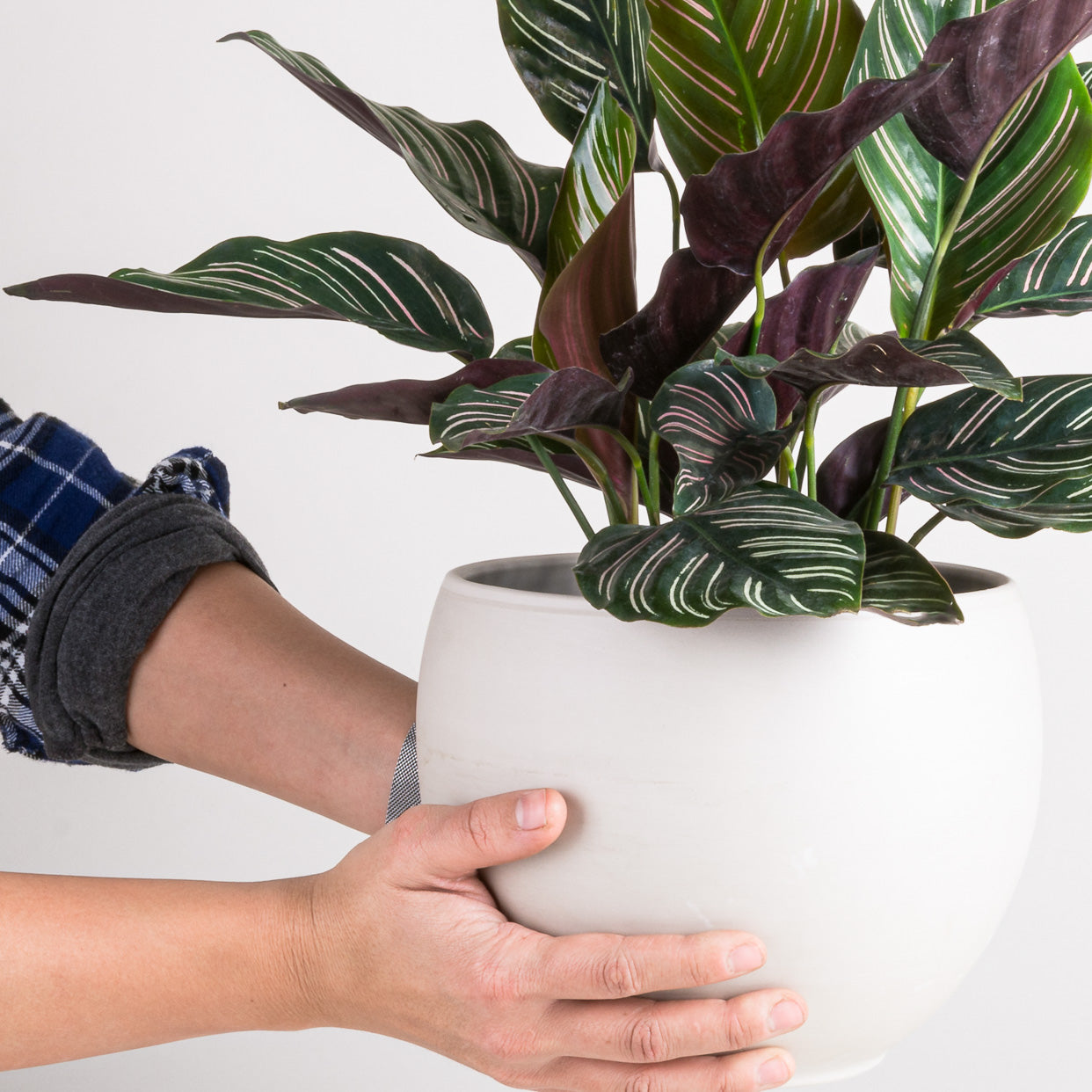 Turning Over a New Leaf: a Houseplant New Year's Tradition - Pistils Nursery