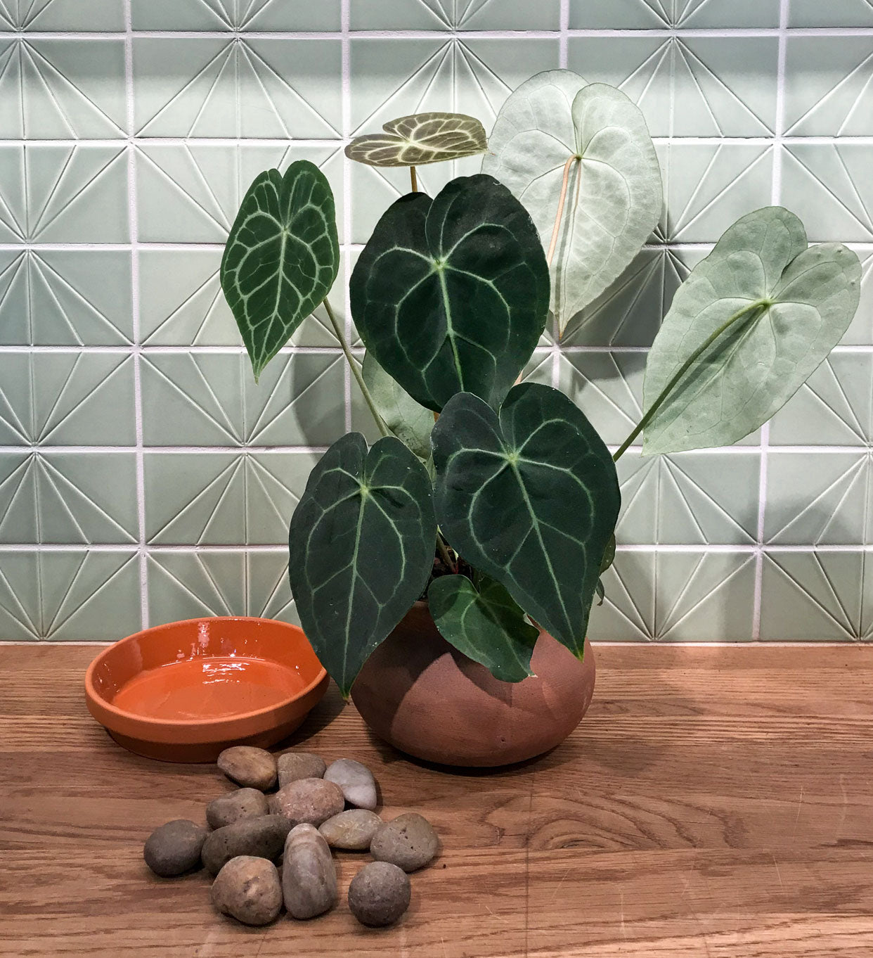 How and When to Use a Pebble Tray For Houseplants