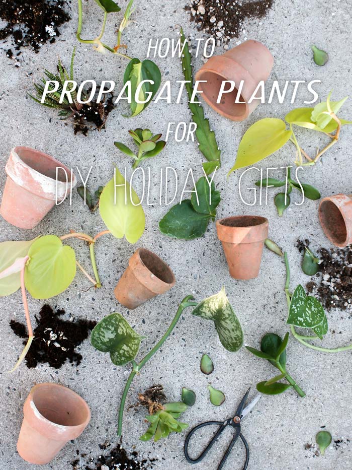 15 Gifts Plant Lovers Will Adore | Patuxent Nursery