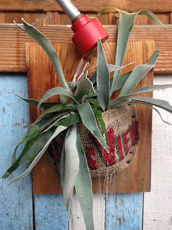 How to water a staghorn fern