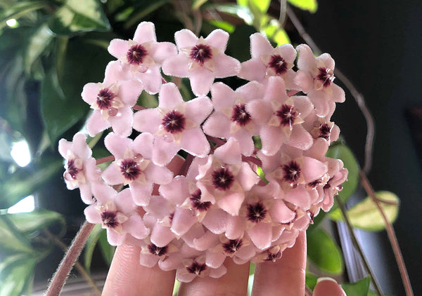 Hoya bloom | Pistils nursery