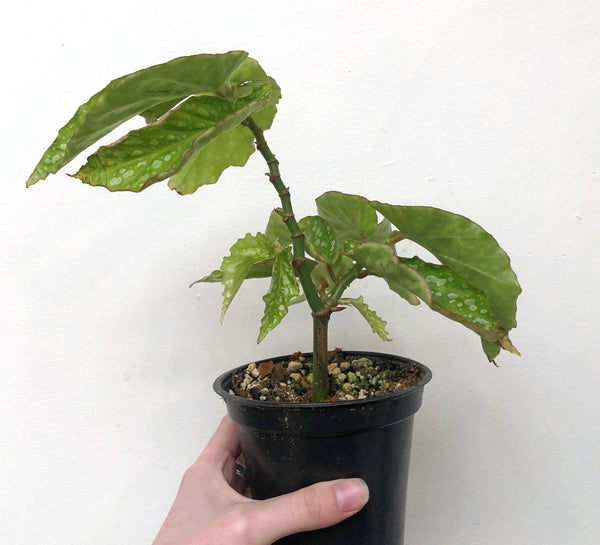 Begonia Avalanche - Pistils Nursery