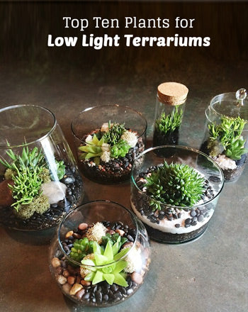 Top Ten Low Light Terrarium Plants Pistils Nursery