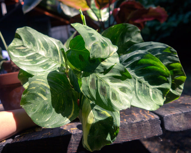 How to Grow and Care for Prayer Plant (Maranta Leuconeura)