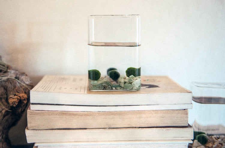 Marimo Moss Ball with Glass Jar - Liqui-Dirt