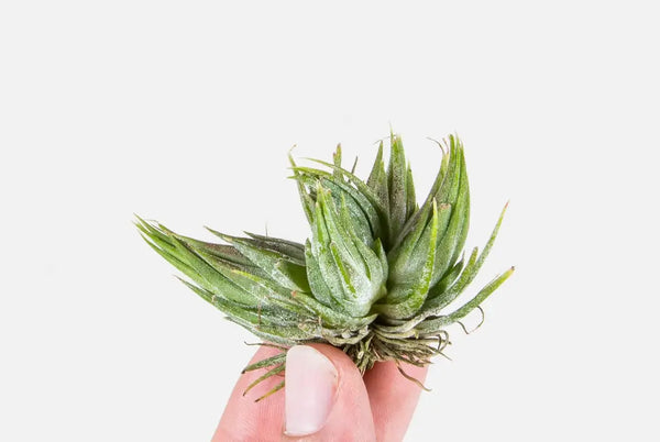 Air Plant with Pups | Pistils Journal