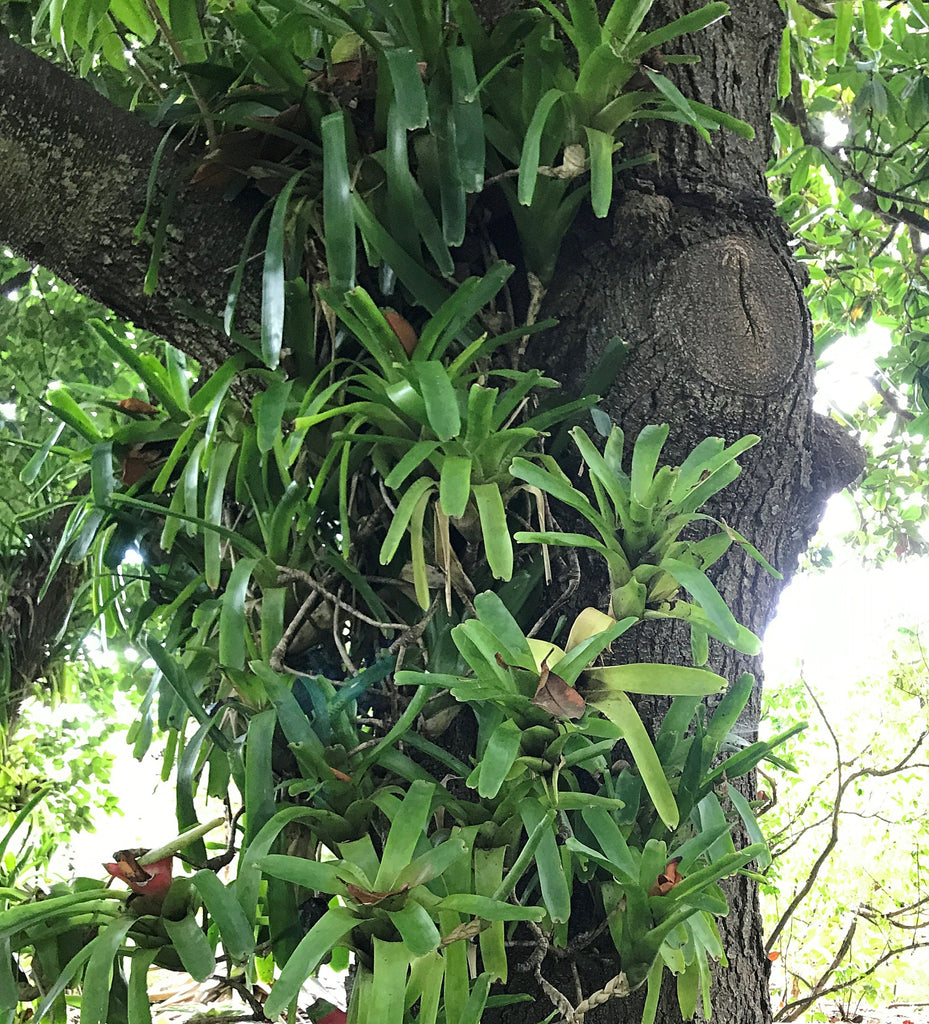 Neoregelia Bromeliads in situ nature Pistils Nursery