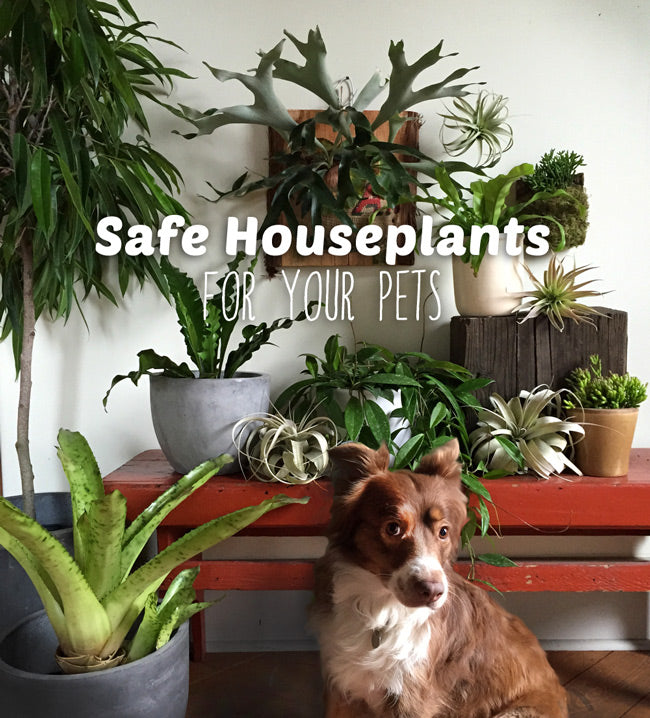 houseplants not toxic to animals