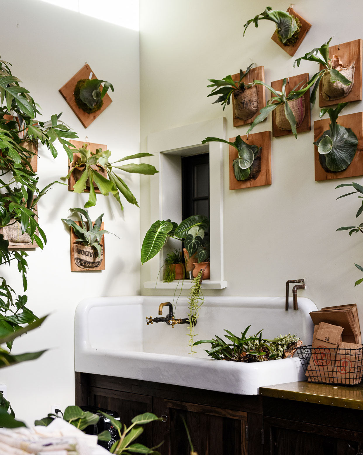 Staghorn Ferns and Anthuriums at Pistils Nursery in Portland