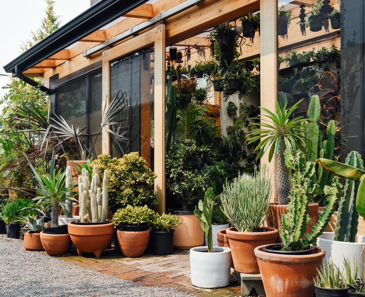 Pistils Nursery Solarium and Large Cacti + Succulents