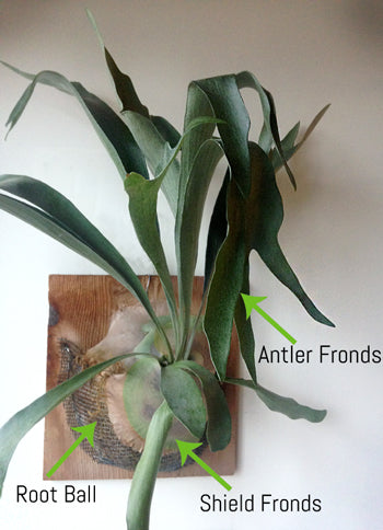 Anatomy of a Staghorn Fern