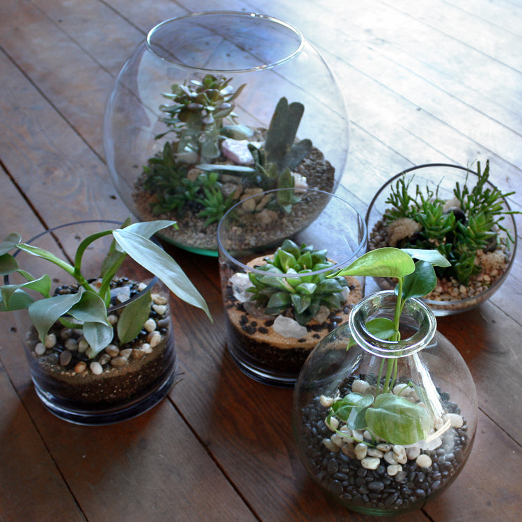 Terraium Care: How To Care For Terrariums - Pistils Nursery